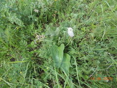 Plantago maxima