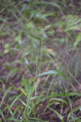 Paspalum mandiocanum