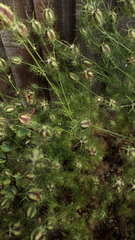 Nigella damascena