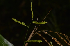 Paspalum mandiocanum
