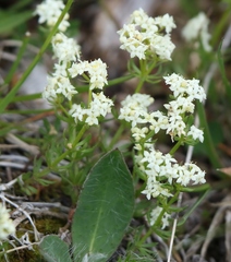 Galium anisophyllon