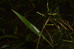 Paspalum mandiocanum