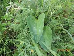 Plantago maxima