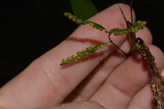 Paspalum mandiocanum