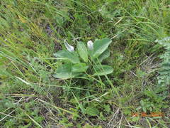 Plantago maxima