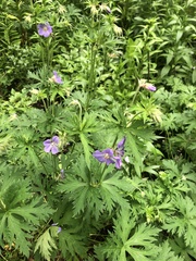 Geranium pratense