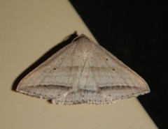 Loxioda hampsoni