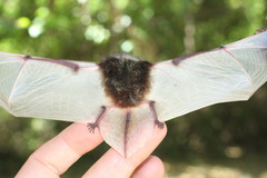 Pseudoromicia tenuipinnis