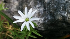 Dichodon cerastoides