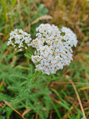 Achillea millefolium