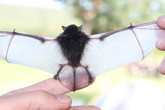 Pseudoromicia tenuipinnis