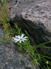 Dichodon cerastoides
