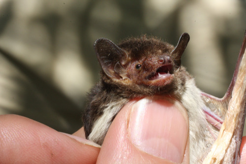 White-winged serotine