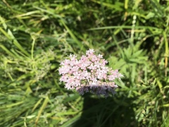 Valeriana dioica