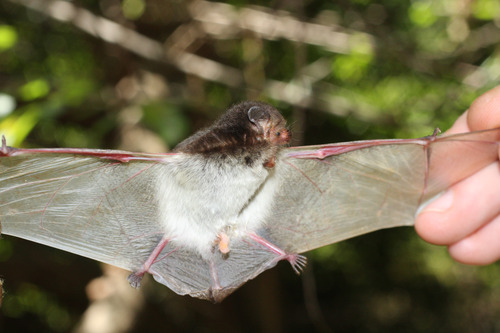 White-winged serotine