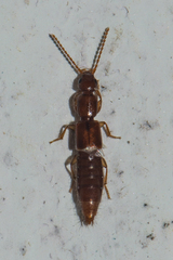 Pseudolathra