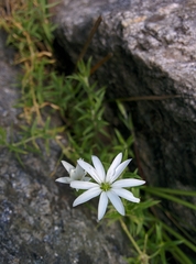 Dichodon cerastoides