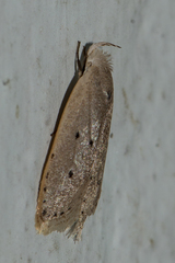 Oditinae