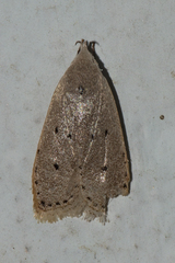Oditinae