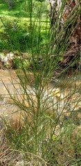Cytisus scoparius