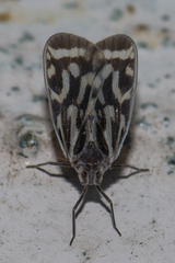 Borysthenes suknanicus