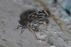 Borysthenes suknanicus