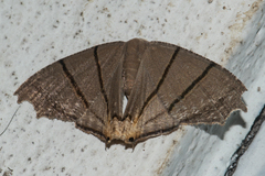 Uraniidae
