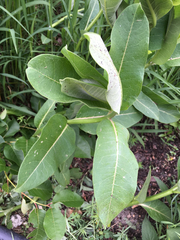 Asclepias syriaca