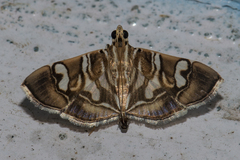 Chabula telphusalis