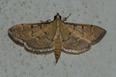 Herpetogramma rudis