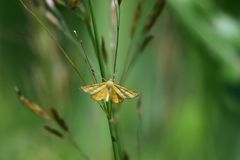 Idaea aureolaria