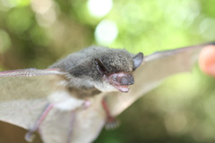 Pseudoromicia tenuipinnis