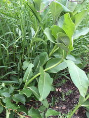 Asclepias syriaca