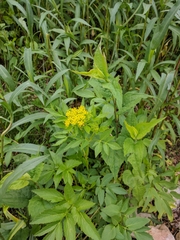 Zizia aurea