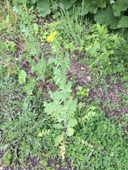 Brassicaceae