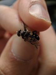 Sericomyia lata