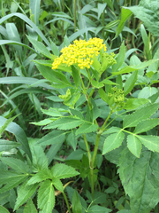 Zizia aurea