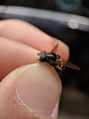 Sericomyia lata