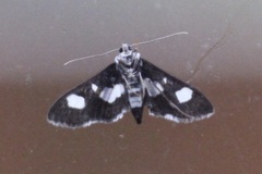 Desmia maculalis