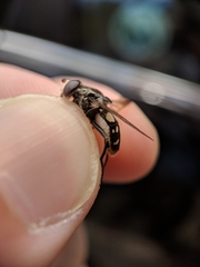 Sericomyia lata