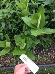 Asclepias syriaca