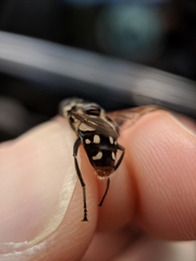 Sericomyia lata