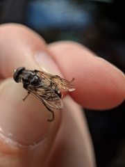 Sericomyia lata