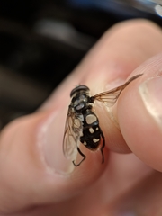 Sericomyia lata