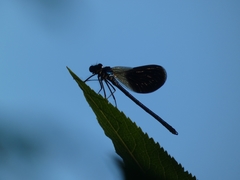 Calopteryx splendens