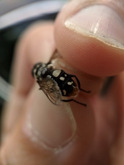 Sericomyia lata