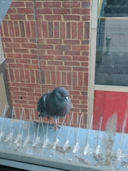 Columba livia domestica