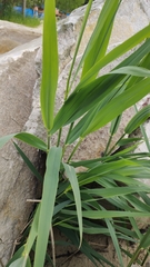 Phragmites australis