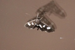 Desmia maculalis