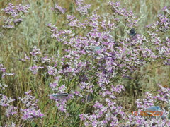 Limonium caspium